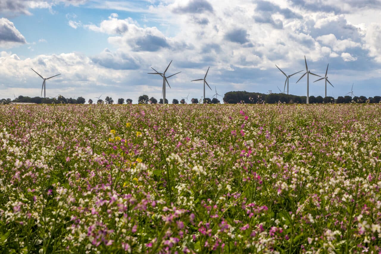 Chirmorie Environment and Biodiversity