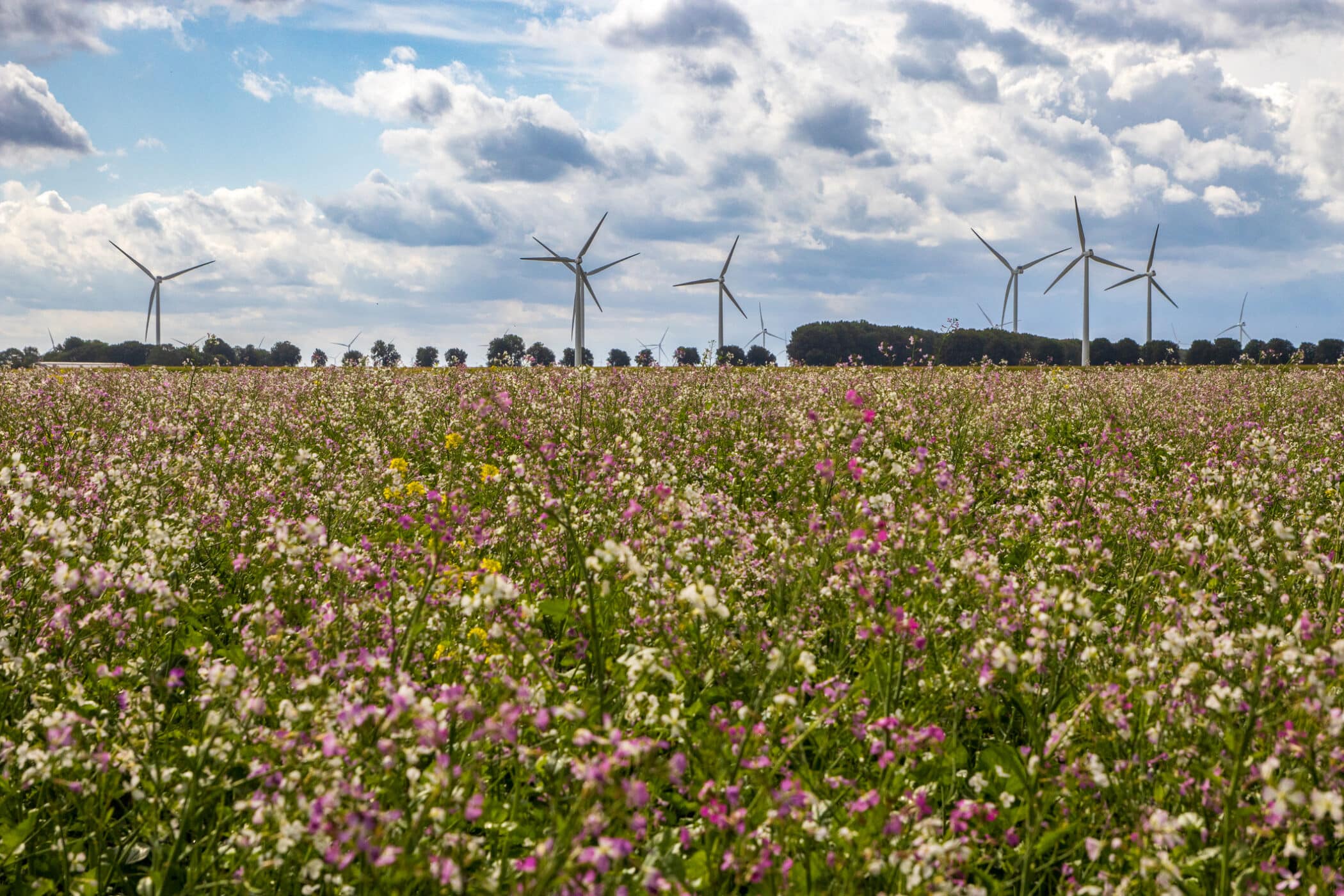 Chirmorie Environment and Biodiversity
